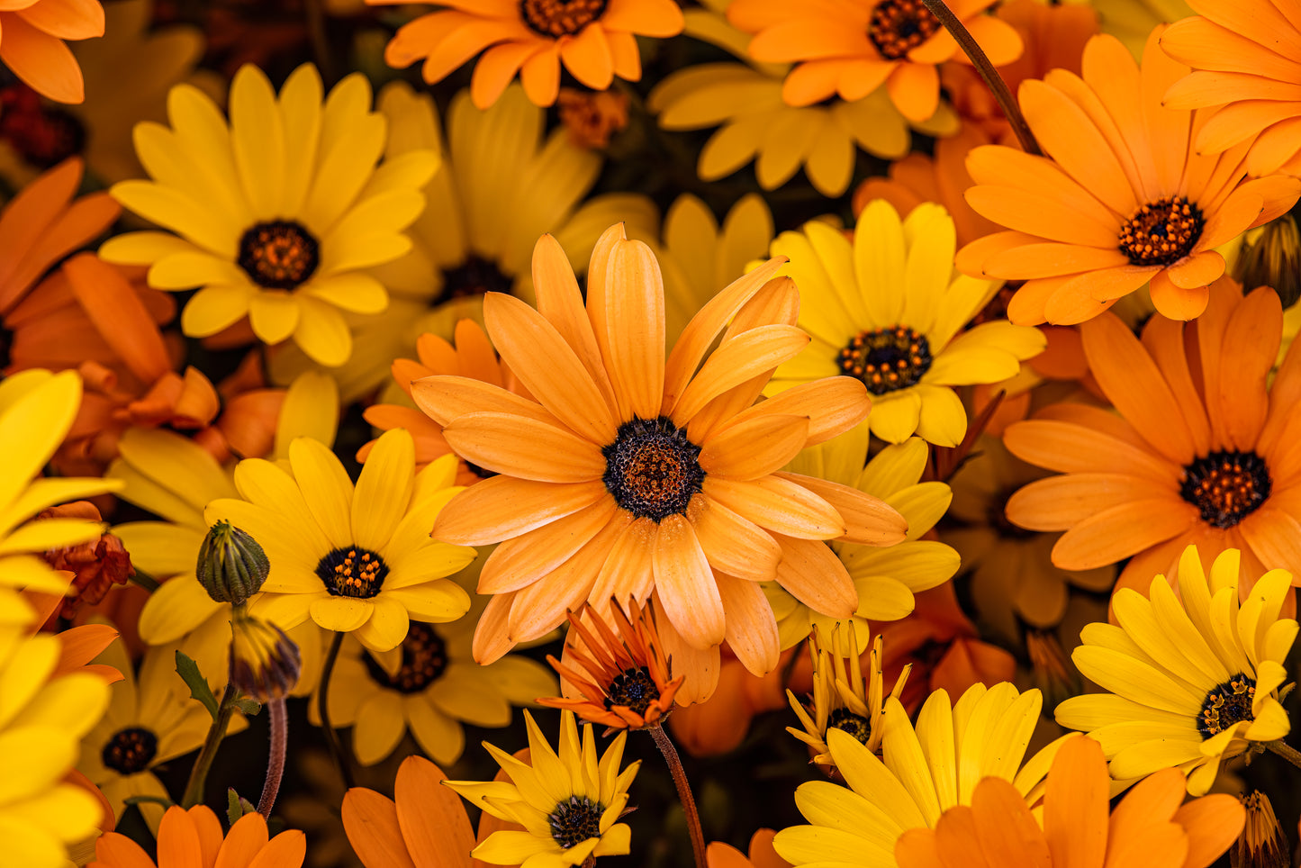 African Daisy (Osteospermum)
