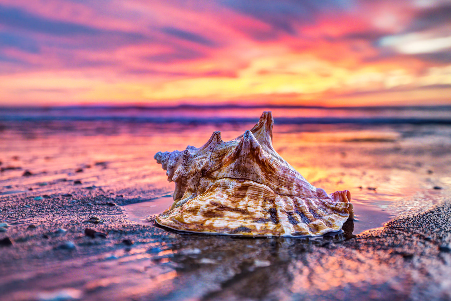 Golden Sunset Conch