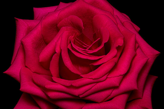 Velvet Crimson
