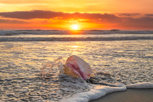Conch at Sunset