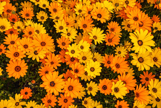Golden Bloom