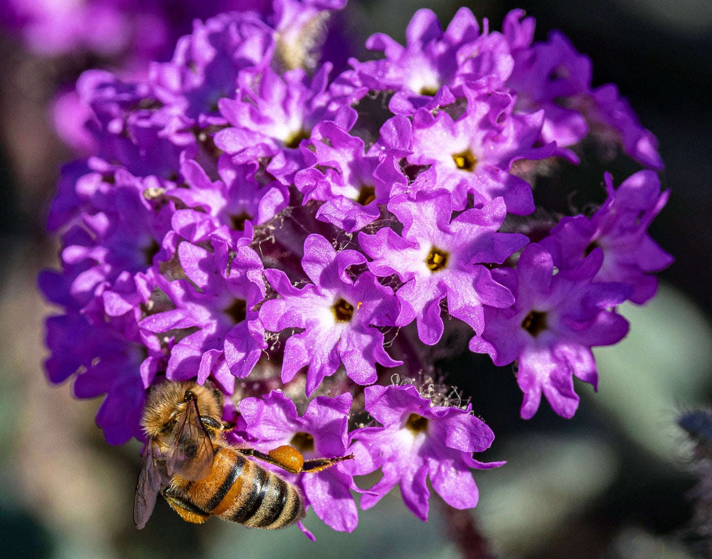 Pollination in Motion
