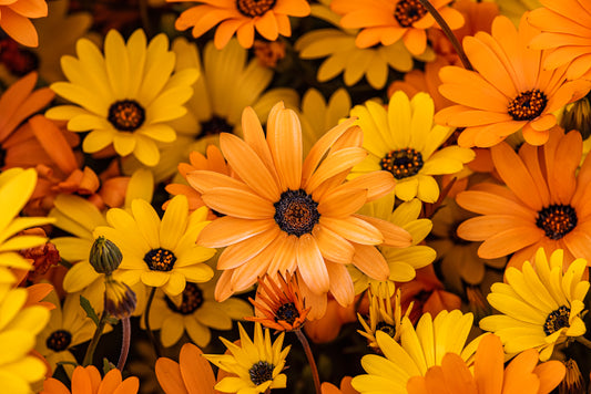 African Daisy (Osteospermum)