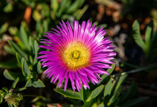 Ice Plant Bloom