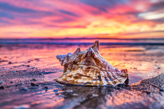 Golden Sunset Conch