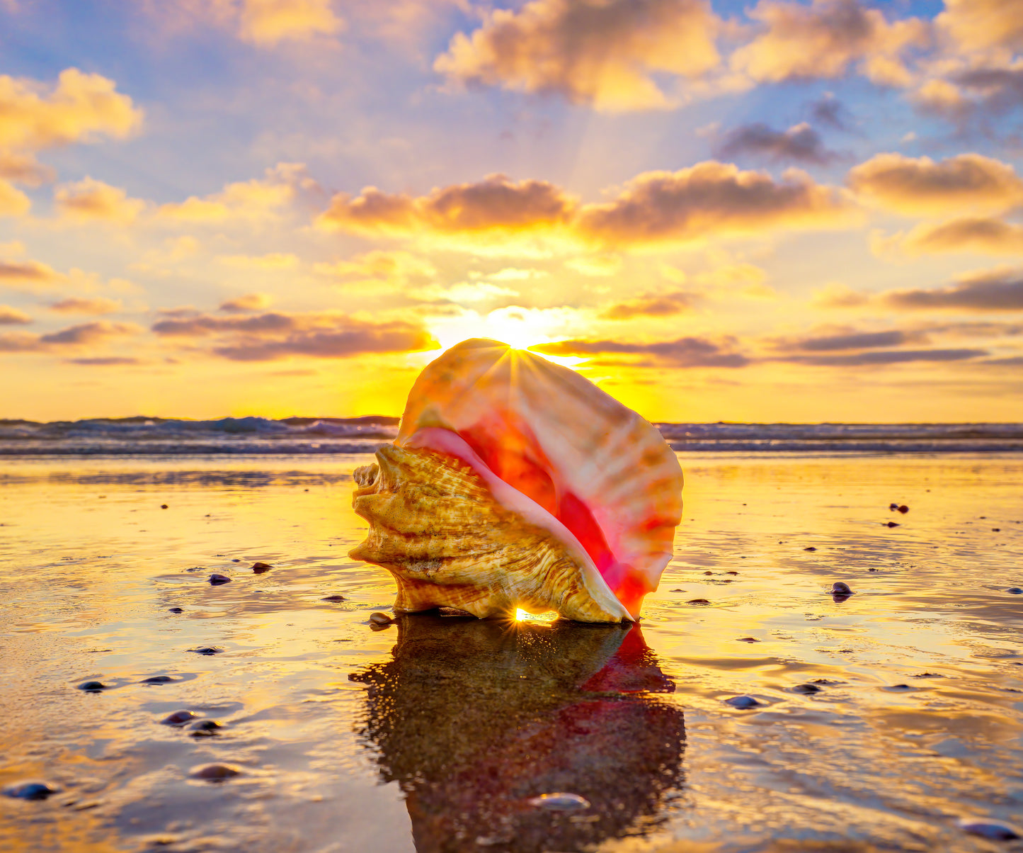 Golden Conch