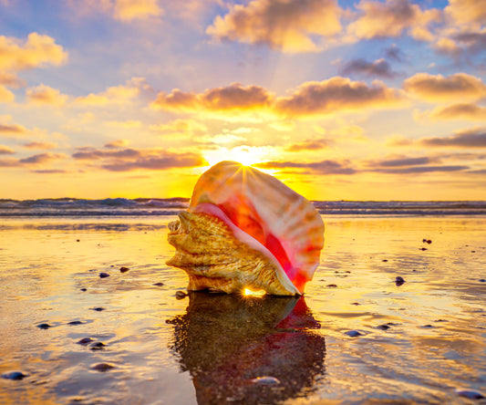 Golden Conch